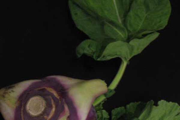 Кракен актуальное зеркало